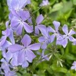 Phlox divaricata Λουλούδι