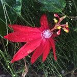 Passiflora vitifolia Flor
