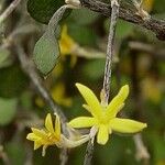 Corokia cotoneaster Floare