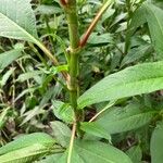 Polygonum lapathifolium Hoja