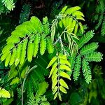 Senegalia ataxacantha Leaf