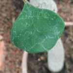 Ficus craterostoma Blatt