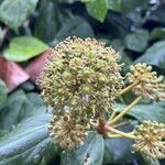 Hedera colchica Flor