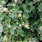 Hedera helixList