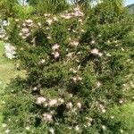 Calliandra eriophylla Lapas