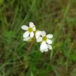 Saxifraga granulataÇiçek