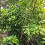 Corynocarpus laevigatus Hábito