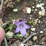 Campanula fragilis Blüte