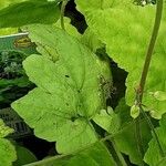 Tiarella cordifolia Liść