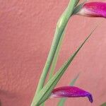 Gladiolus communis Rinde