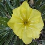 Oenothera macrocarpaFlor