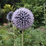 Echinops exaltatus Fiore