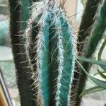 Pilosocereus leucocephalus Leaf