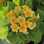 Primula × polyantha Blüte