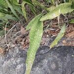 Dracaena hyacinthoides Blatt