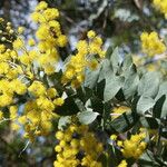 Acacia podalyriifolia花