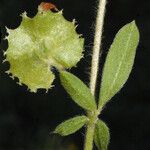 Anthyllis circinnata Fruit