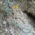 Hoffmannseggia glauca Habit