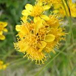 Jacobaea carniolica Flower