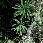 Anthocleista schweinfurthii आदत