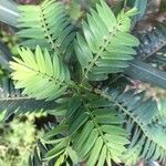 Retrophyllum rospigliosii List