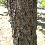 Quercus acutissima 樹皮