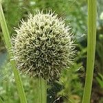 Eryngium yuccifolium Květ