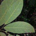 Aspidosperma myristicifolium Hoja