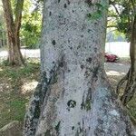 Sterculia apetala Bark