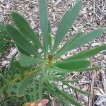 Protea repens ശീലം