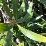 Hakea salicifolia Blatt