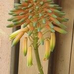 Aloe × delaetii ᱵᱟᱦᱟ