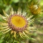 Carlina vulgaris花