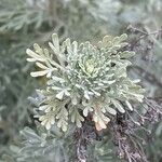 Artemisia thuscula Leaf