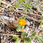 Anthyllis circinnata 花