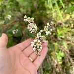 Fagopyrum esculentumFlower