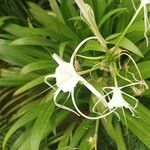 Hymenocallis littoralisFlower