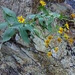 Doronicum corsicum Flor