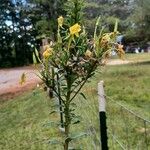 Oenothera parvifloraFlower