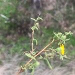 Pulicaria arabica Likasa