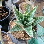 Aloe variegata Φύλλο