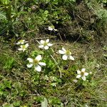 Anemonastrum obtusilobum موطن