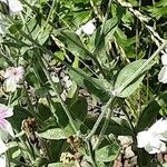 Silene coronaria Leaf