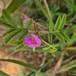 Tephrosia subtriflora Flower