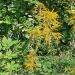 Solidago rugosa Cvet