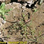 Coleanthus subtilis Bark