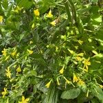 Ixanthus viscosus Hábito