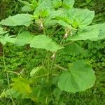 Martynia annua Flower