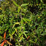 Berberis julianae 叶