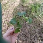 Glechoma hederacea 葉